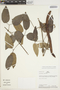 Fridericia candicans (Rich.) L. G. Lohmann, PERU, A. H. Gentry 37651, F