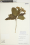 Sloanea latifolia (Rich.) K. Schum., Peru, W. Pariona 36, F
