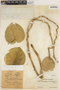 Marsdenia altissima (Jacq.) Dugand, COLOMBIA, Hermano Elias 1365, F