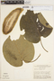 Marsdenia altissima (Jacq.) Dugand, BRAZIL, W. R. Anderson 9140, F