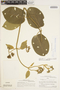 Marsdenia cundurango Rchb. f., PERU, P. C. Hutchison 3410, F