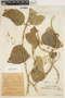 Marsdenia maculata Hook., COLOMBIA, Hermano Elias 1389, F