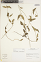 Bomarea edulis (Tussac) Herb., PERU, I. M. Sánchez Vega 4241, F