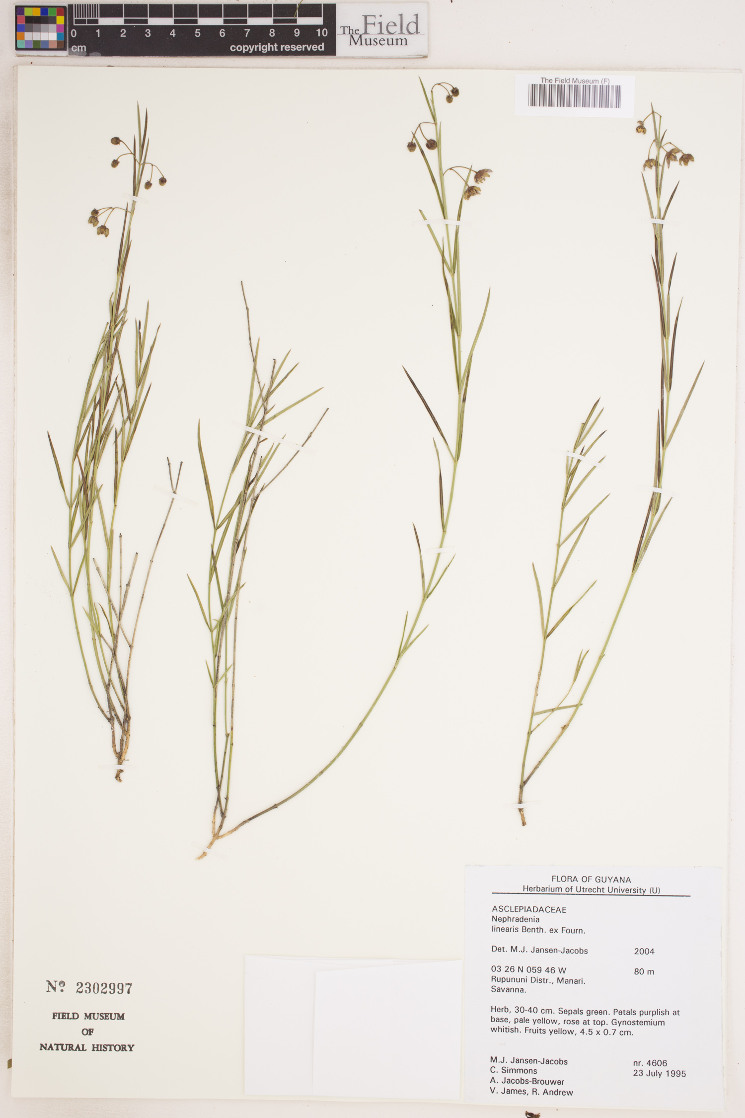 Nephradenia linearis | Rapid Reference | The Field Museum