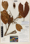 Sloanea herrerae Aguilar & D. Santam., Costa Rica, G. Herrera 3390, Isotype, F