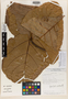Image of Sloanea ensiformis