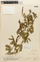 Zapoteca formosa (Kunth) H. M. Hern. subsp. formosa, VENEZUELA, F