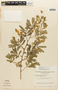 Zapoteca formosa (Kunth) H. M. Hern. subsp. formosa, VENEZUELA, F