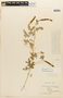 Zapoteca formosa (Kunth) H. M. Hern. subsp. formosa, BRAZIL, F
