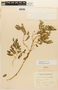 Zapoteca formosa (Kunth) H. M. Hern. subsp. formosa, ARGENTINA, F