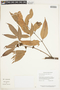 Protium heptaphyllum (Aubl.) Marchal, GUYANA, F