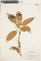 Protium heptaphyllum (Aubl.) Marchal, SURINAME, F