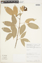 Protium heptaphyllum (Aubl.) Marchal, PERU, F