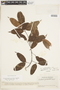 Protium heptaphyllum (Aubl.) Marchal, VENEZUELA, F