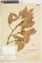 Protium heptaphyllum subsp. heptaphyllum, COLOMBIA, F