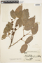 Protium heptaphyllum (Aubl.) Marchal, BOLIVIA, F