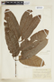 Protium warmingianum Marchand, BRAZIL, F