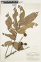 Tetragastris altissima (Aubl.) Swart, BRITISH GUIANA [Guyana], F