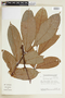 Tetragastris altissima (Aubl.) Swart, FRENCH GUIANA, F