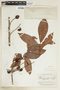 Tetragastris altissima (Aubl.) Swart, BRITISH GUIANA [Guyana], F