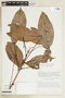 Tetragastris altissima (Aubl.) Swart, COLOMBIA, F