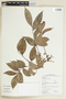 Tetragastris panamensis (Engl.) Kuntze, GUYANA, F