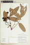 Tetragastris panamensis (Engl.) Kuntze, ECUADOR, F