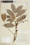 Tetragastris panamensis (Engl.) Kuntze, VENEZUELA, F