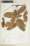 Tetragastris panamensis (Engl.) Kuntze, PERU, F