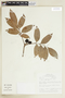 Tetragastris panamensis (Engl.) Kuntze, BRAZIL, F