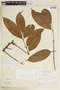 Tetragastris panamensis (Engl.) Kuntze, BRAZIL, F