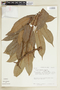 Tetragastris panamensis (Engl.) Kuntze, PERU, F