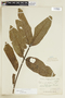 Trattinnickia Willd., COLOMBIA, F