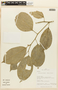 Styloceras brokawii A. H. Gentry & R. B. Foster, PERU, F