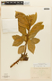 Styloceras laurifolium (Willd.) Kunth, ECUADOR, F
