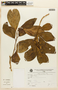 Styloceras laurifolium (Willd.) Kunth, PERU, F