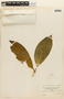 Styloceras laurifolium (Willd.) Kunth, F