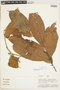 Protium opacum Swart subsp. opacum, PARAGUAY, F