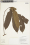 Protium sagotianum L. Marchand, GUYANA, F