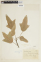 Brachychiton acerifolius (A. Cunn.) Macarthur & C. Moore, PERU, F