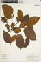 Ocotea pedicellata van der Werff, COLOMBIA, J. Cuatrecasas 25824, F