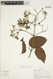 Fridericia florida (DC.) L. G. Lohmann, PERU, P. J. Barbour 4875, F