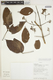 Fridericia cinnamomea (DC.) L. G. Lohmann, BOLIVIA, R. Guillén 3172, F