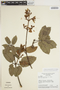 Fridericia cinnamomea (DC.) L. G. Lohmann, BRAZIL, H. S. Irwin 24173, F