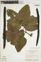 Fridericia cinnamomea (DC.) L. G. Lohmann, BRAZIL, W. R. Anderson 9829, F