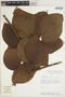 Fridericia cinnamomea (DC.) L. G. Lohmann, PERU, A. H. Gentry 52292, F