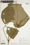 Fridericia cinnamomea (DC.) L. G. Lohmann, PERU, A. H. Gentry 20905, F