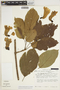 Fridericia cinnamomea (DC.) L. G. Lohmann, PERU, T. C. Plowman 11670A, F