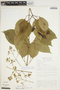 Fridericia florida (DC.) L. G. Lohmann, PERU, J. Schunke Vigo 6831, F