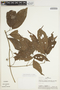 Fridericia florida (DC.) L. G. Lohmann, PERU, A. H. Gentry 27281, F